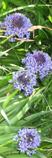Irises01.jpg